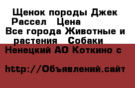 Щенок породы Джек Рассел › Цена ­ 45 000 - Все города Животные и растения » Собаки   . Ненецкий АО,Коткино с.